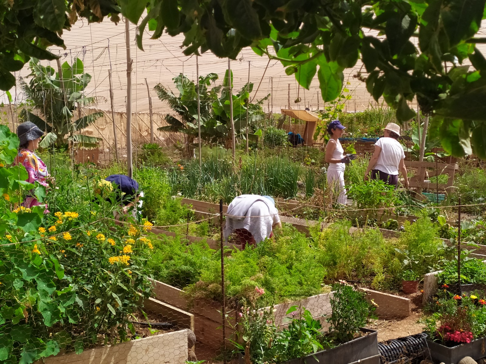 Huerta